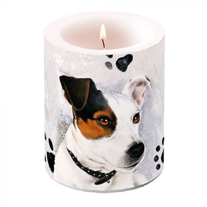 Bougie Jack russel