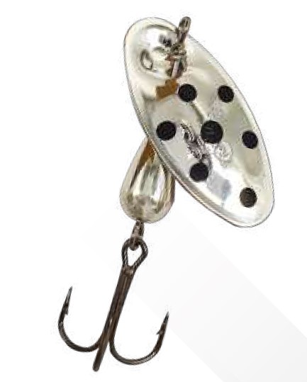 Suissex Cicada argent points noires